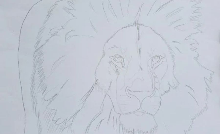 Sketching all the lion’s details