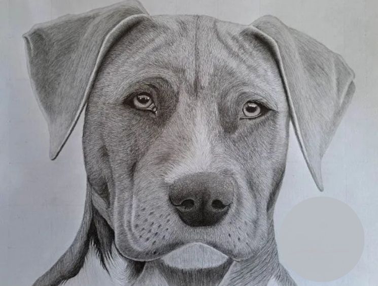How to Draw a Realistic Dog Head – Easy Sketch Guide