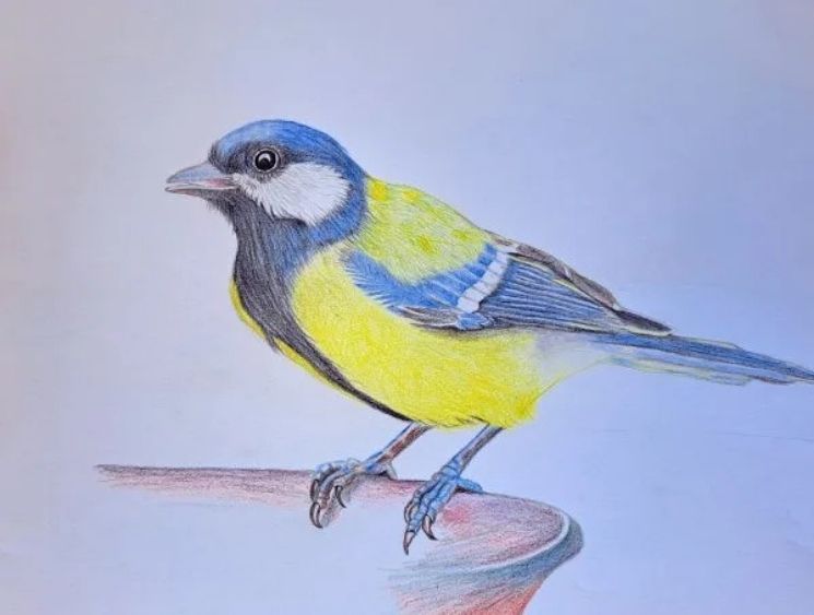 How to Draw Colorful Birds with Colored Pencils – Easy Guide